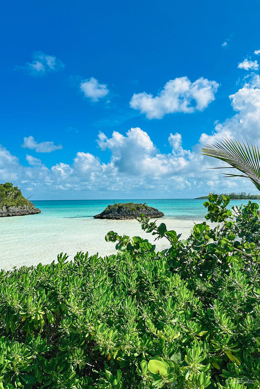 Sea Turtle Cove